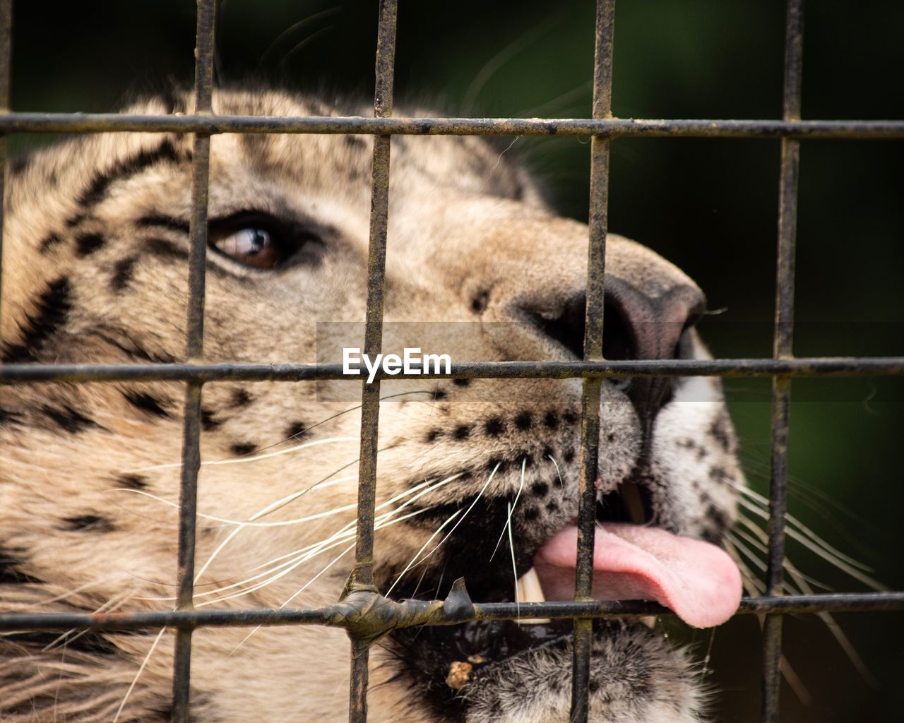 Close-up of a large cat cat with tongue out through fence