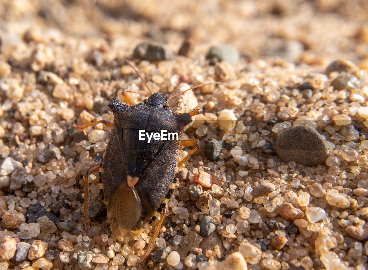 HIGH ANGLE VIEW OF BUTTERFLY ON PEBBLE