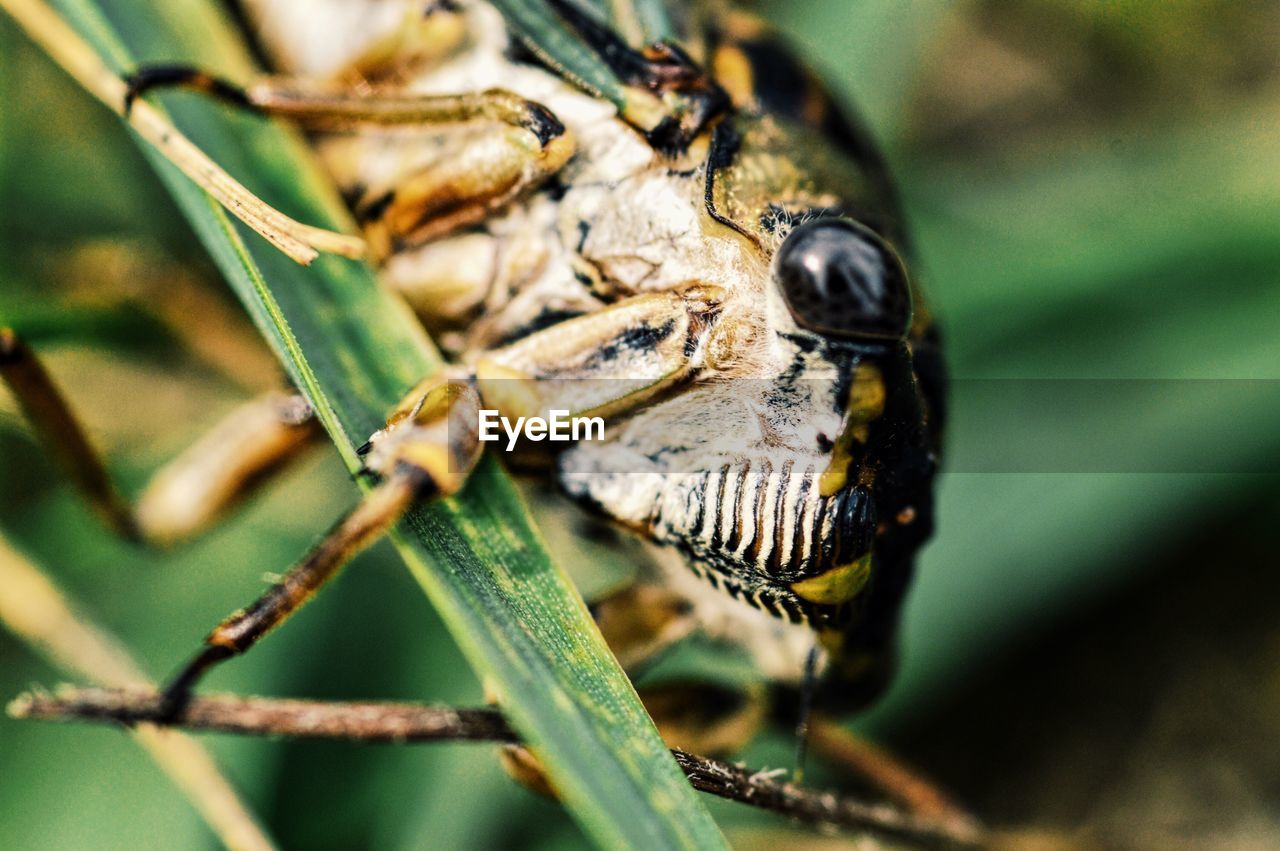 Close-up of insect on leaf