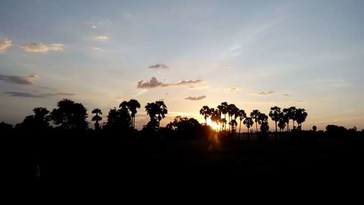 SILHOUETTE OF TREES AT SUNSET