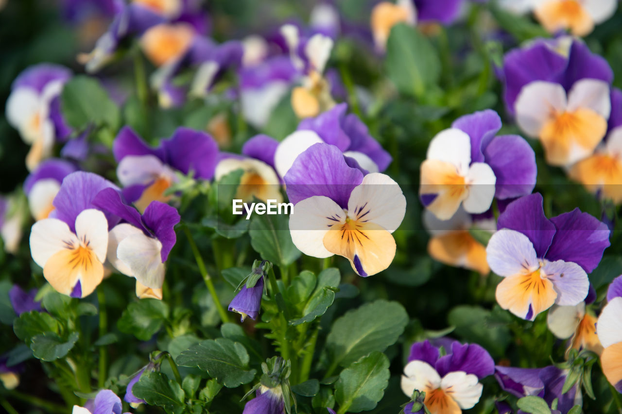 Flower carpet of purple-yellow pansies in a flower bed,spring flowers background