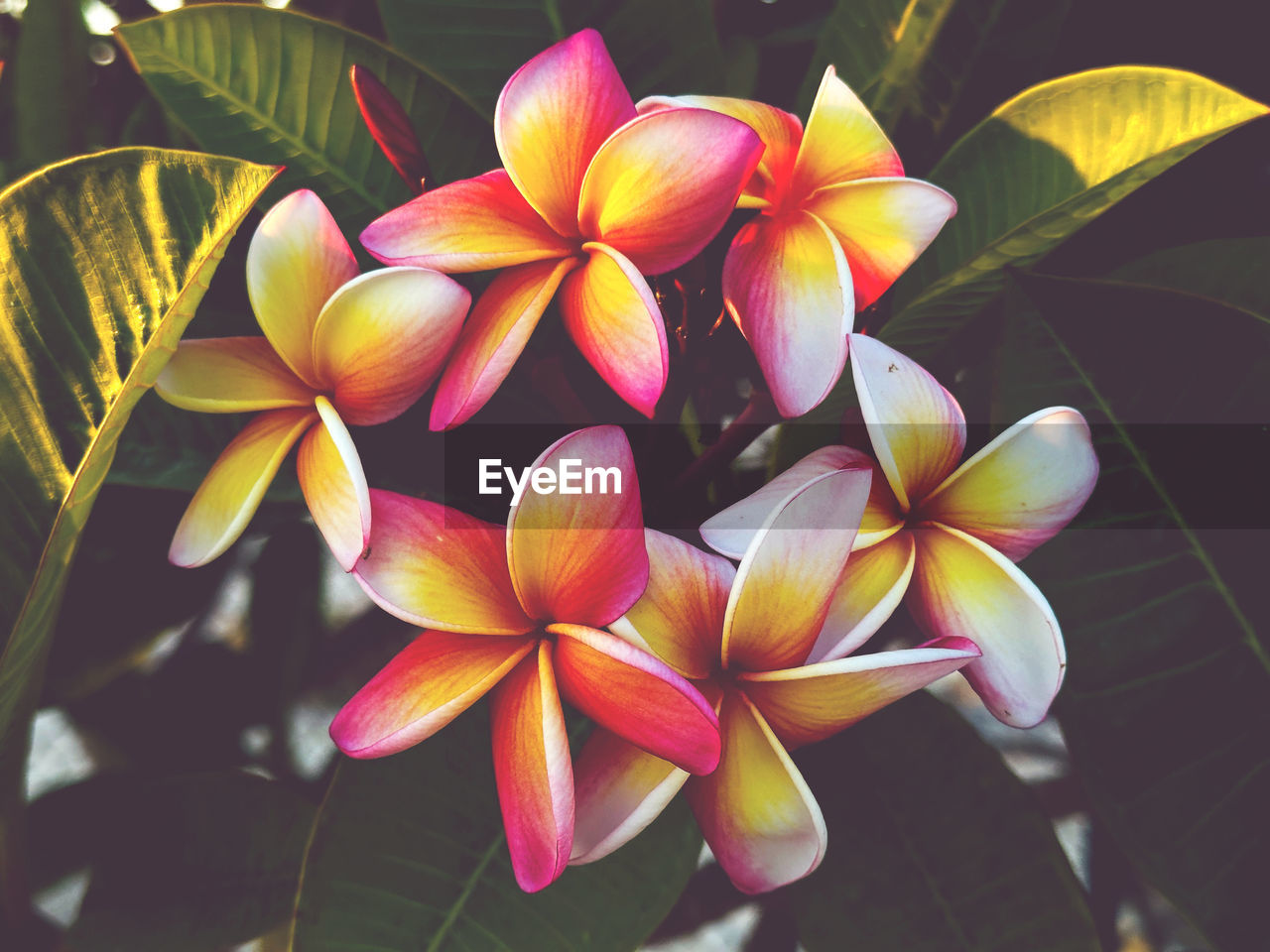 plant, flower, flowering plant, yellow, freshness, beauty in nature, close-up, petal, leaf, nature, frangipani, plant part, fragility, growth, macro photography, flower head, no people, inflorescence, outdoors, day, focus on foreground, pink