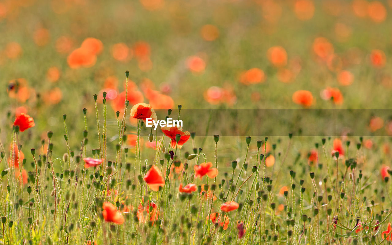 CLOSE-UP OF RED POPPY FLOWERS