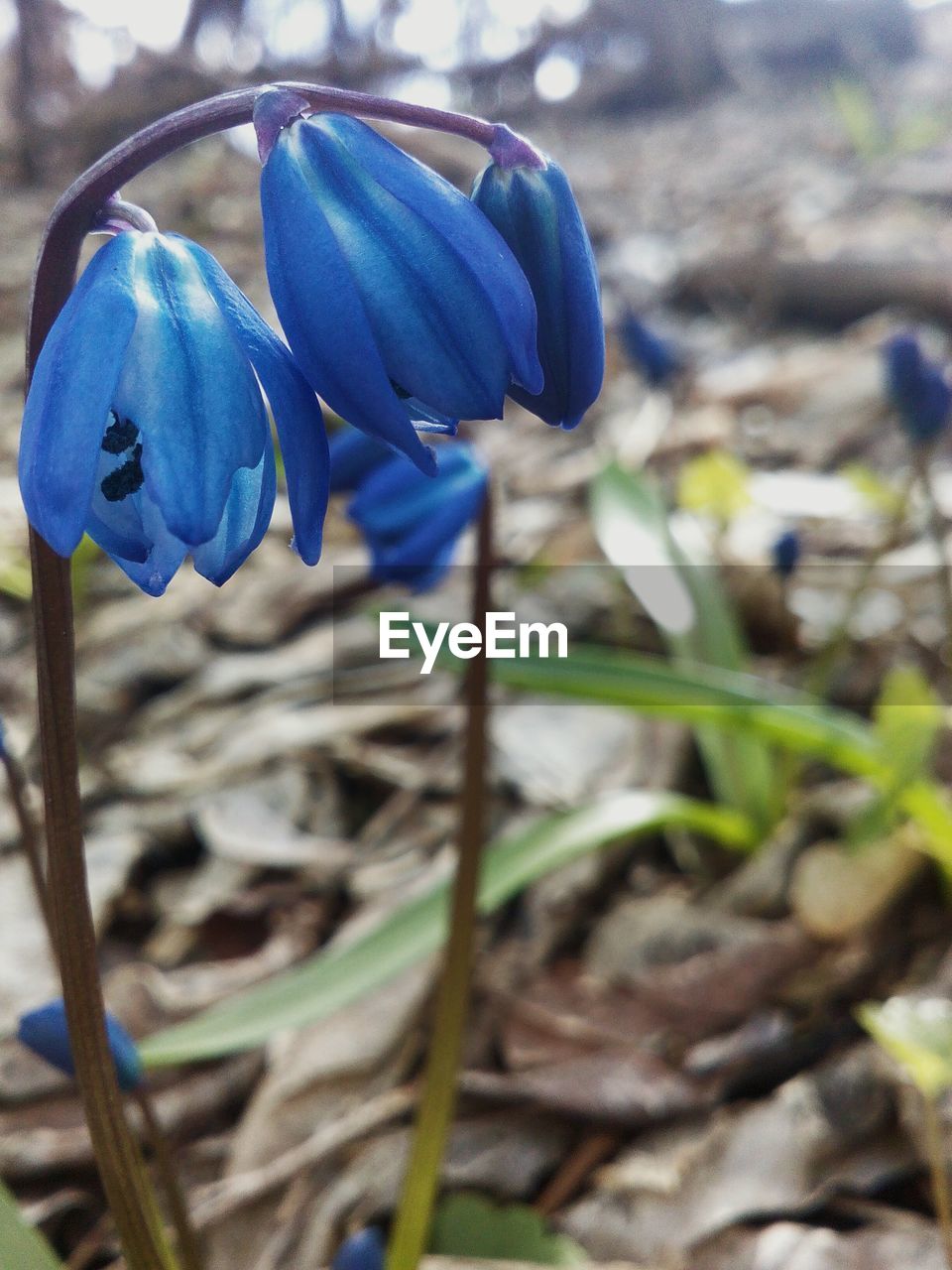 CLOSE UP OF BLUE FLOWER