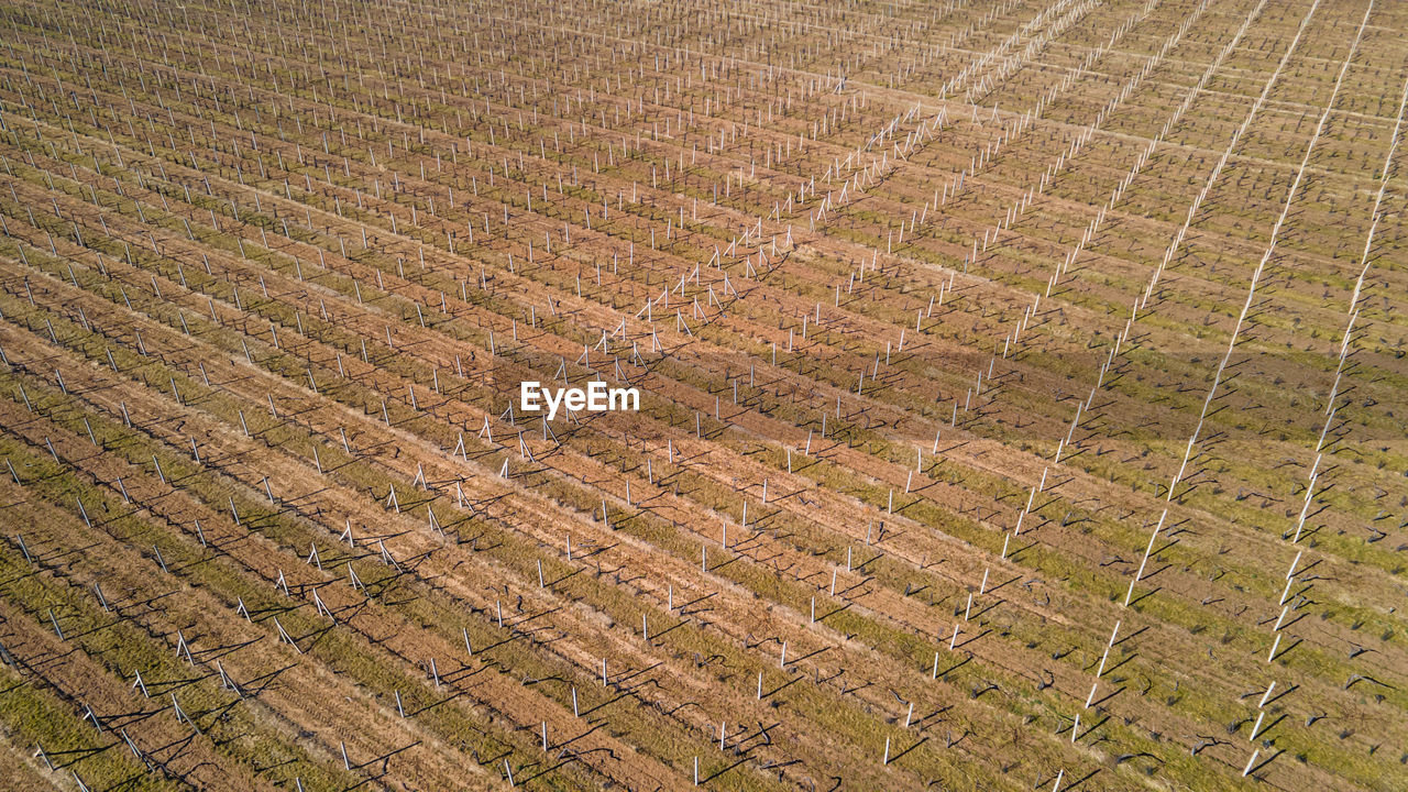 agriculture, landscape, rural scene, field, land, farm, environment, pattern, soil, scenics - nature, high angle view, no people, crop, plain, full frame, nature, growth, beauty in nature, tranquil scene, tranquility, day, backgrounds, plant, cultivated land, aerial view, outdoors, in a row, green, cereal plant, food and drink