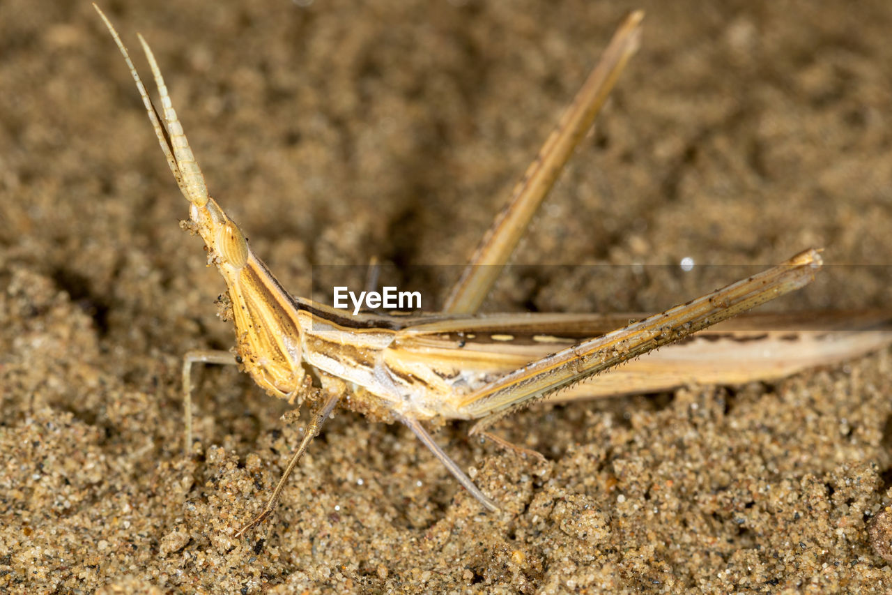 CLOSE-UP OF GRASSHOPPER