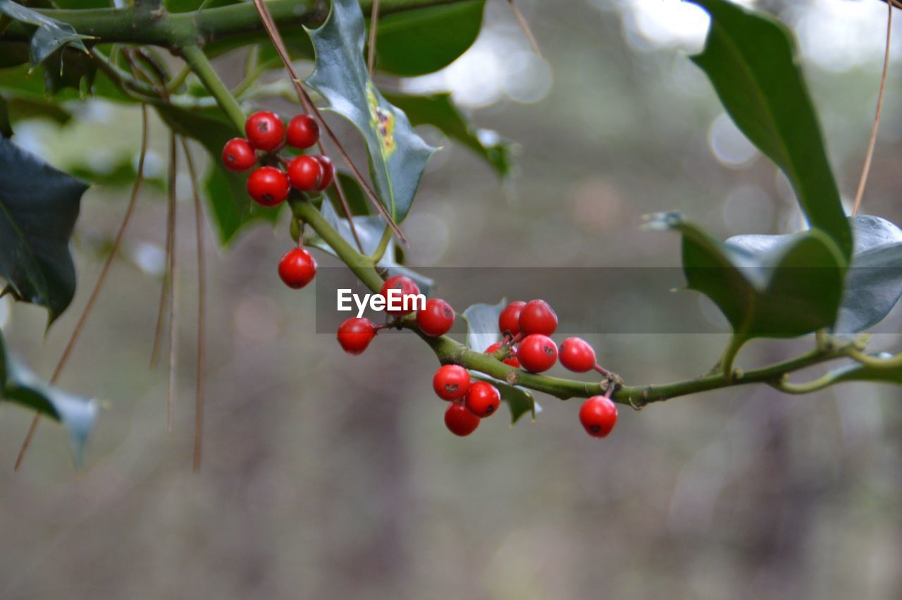 CLOSE-UP OF RED BERRIES GROWING ON BRANCH