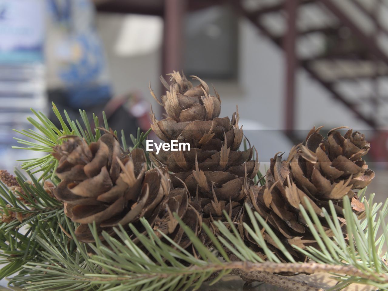 conifer cone, tree, pine cone, plant, food and drink, food, coniferous tree, pinaceae, spruce, christmas decoration, nature, fir, pine tree, focus on foreground, branch, no people, christmas tree, close-up, day, freshness, outdoors, healthy eating, growth, retail, business finance and industry, market
