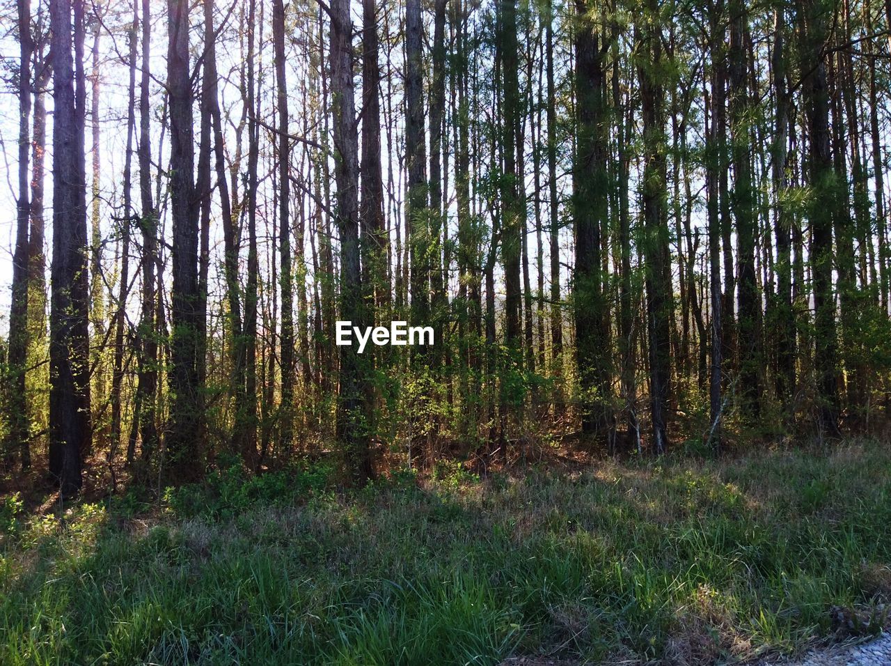 VIEW OF TREES IN FOREST