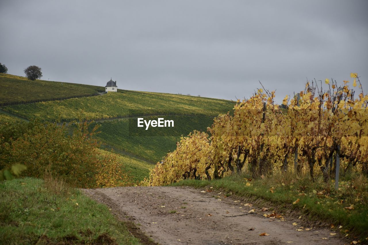 Road amidst trees on field against sky