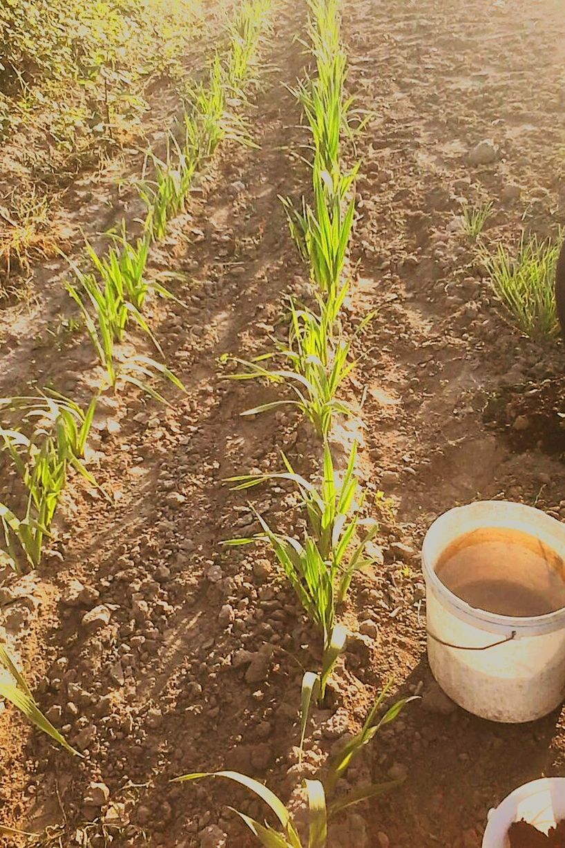 HIGH ANGLE VIEW OF COFFEE ON FIELD