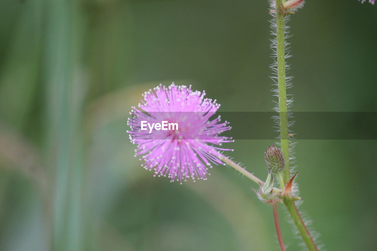 Close-up of purple flower