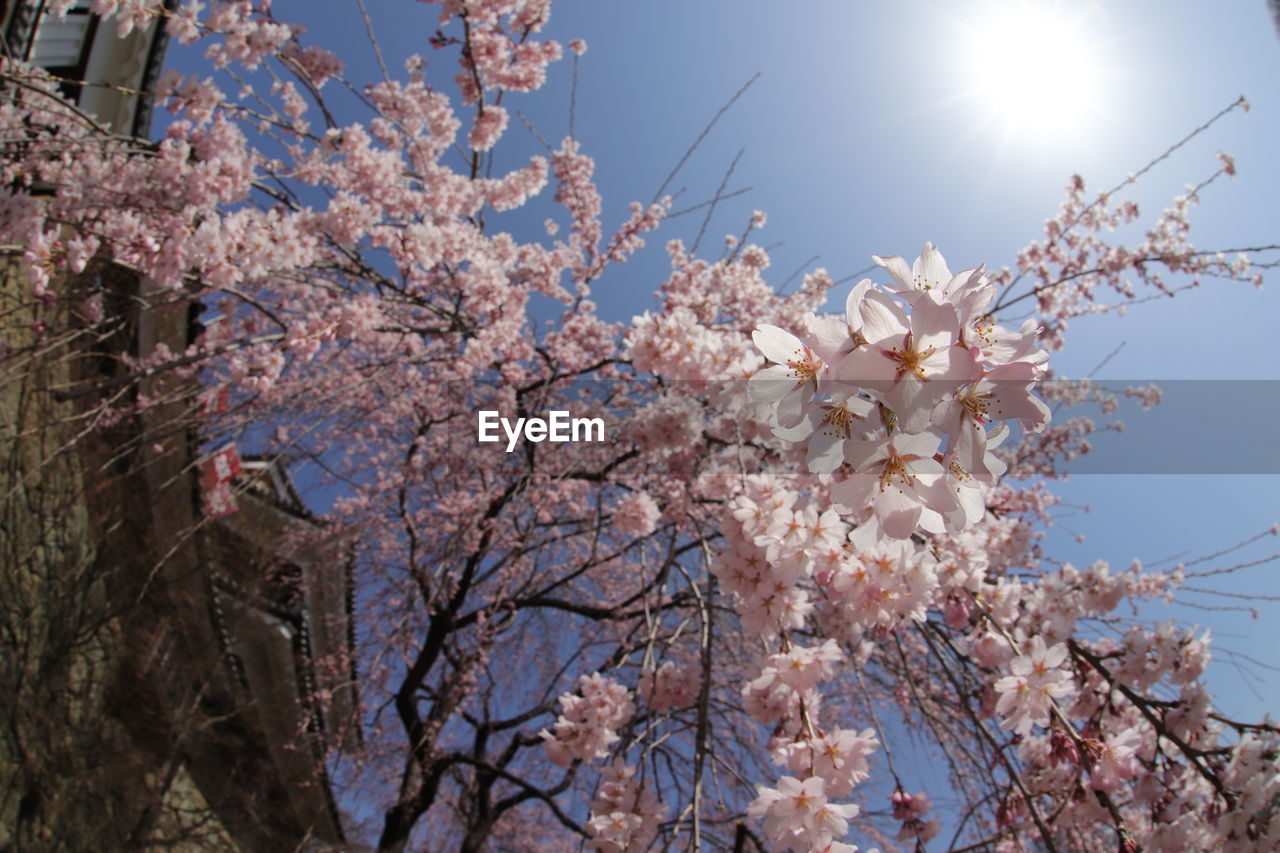 LOW ANGLE VIEW OF CHERRY BLOSSOM TREE