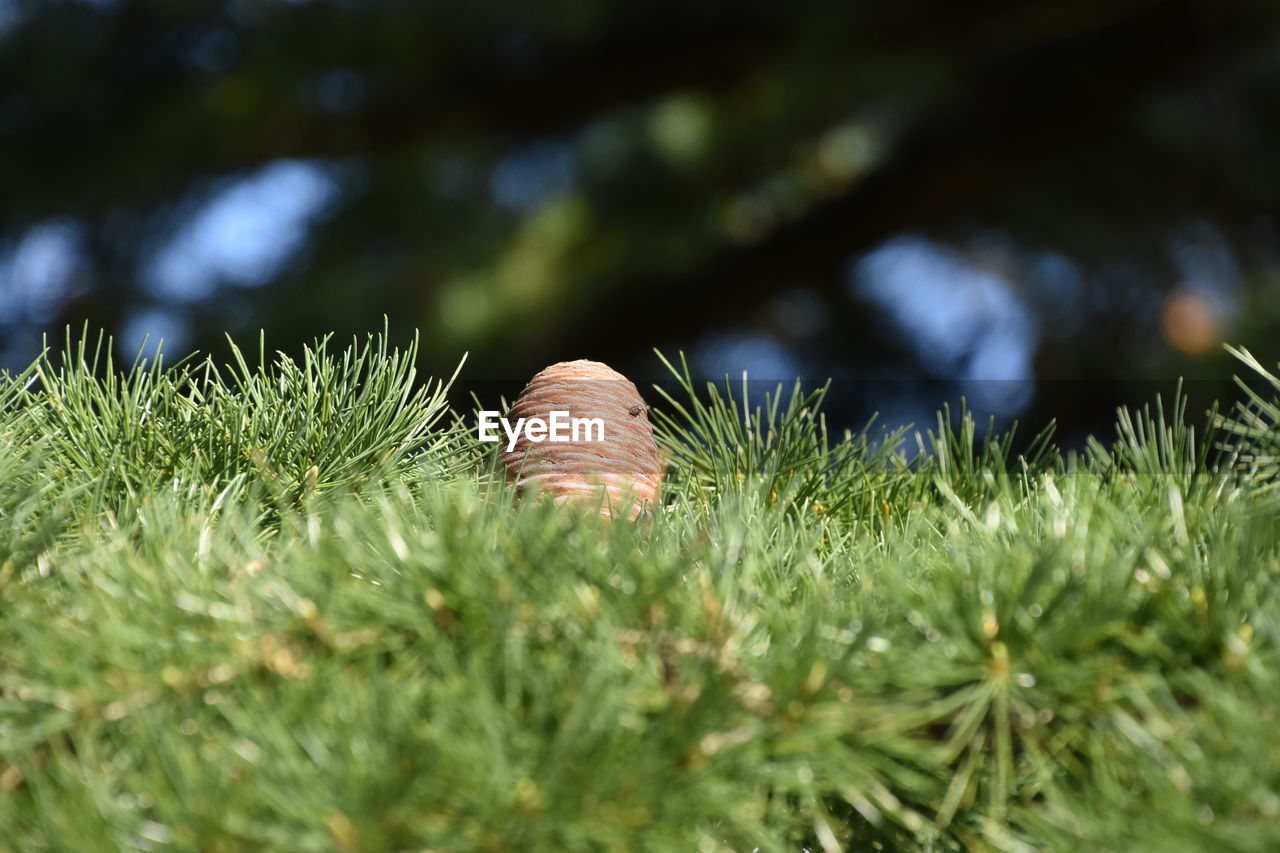 CLOSE-UP OF GRASS GROWING ON FIELD