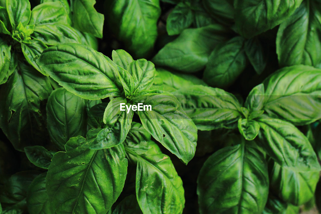 CLOSE-UP OF FRESH GREEN LEAVES