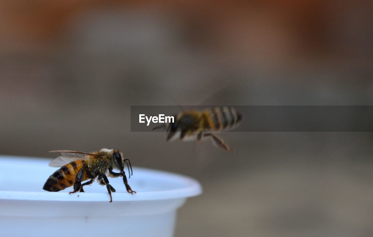 Close-up of bee drinking soda