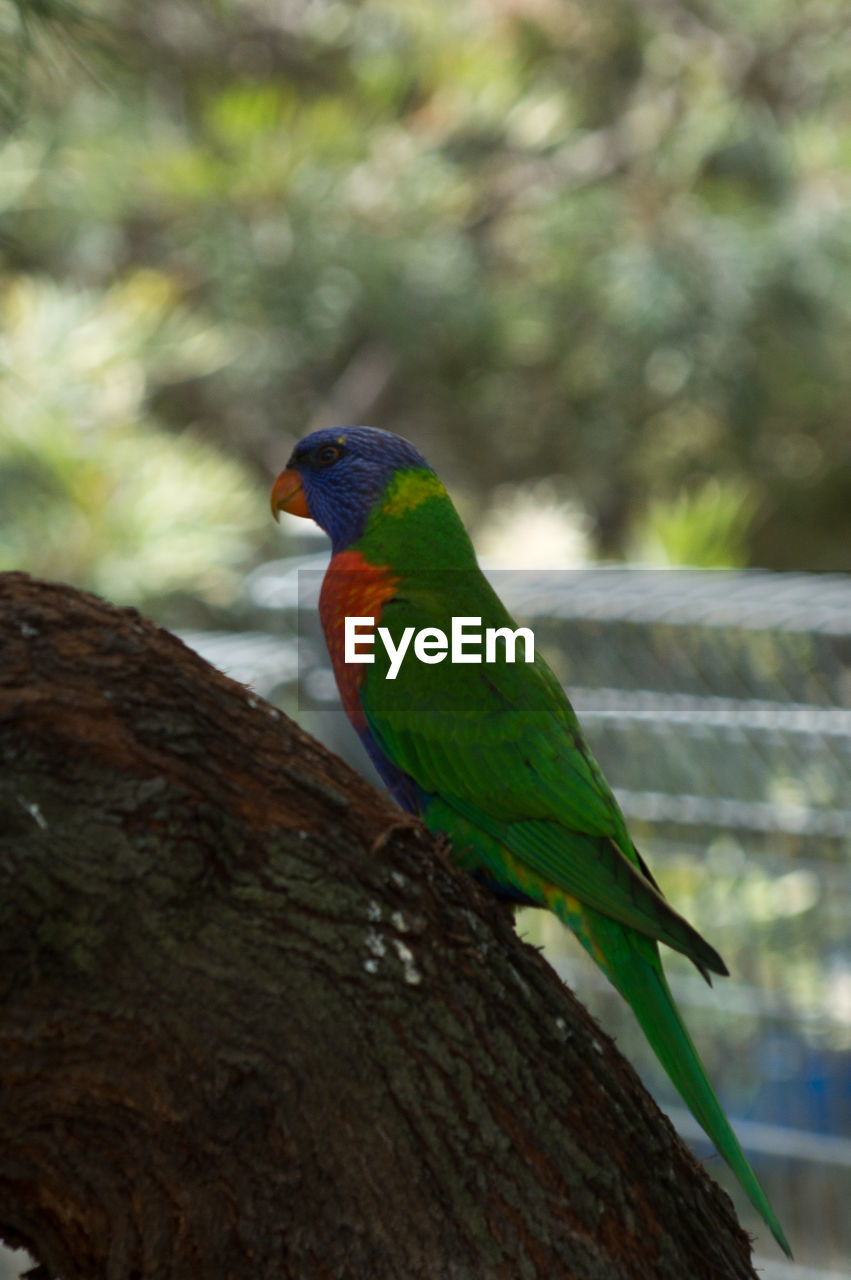 CLOSE-UP OF BIRD PERCHING ON BRANCH