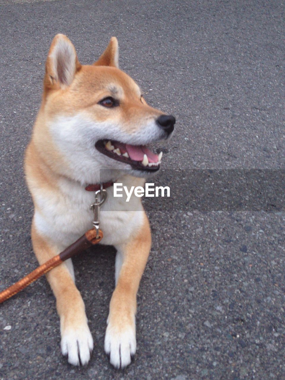 Close-up of a dog looking away