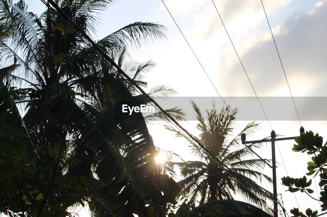 LOW ANGLE VIEW OF PALM TREES