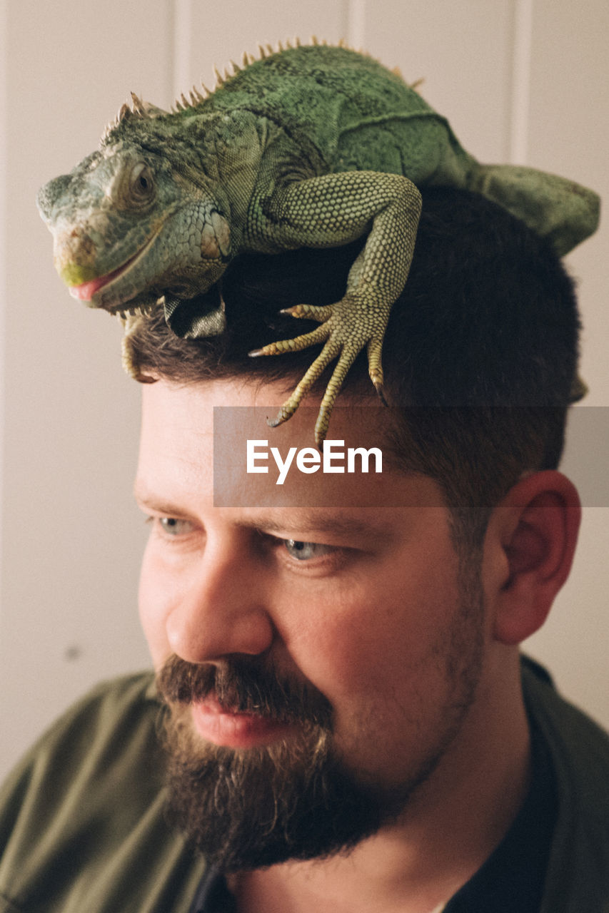 Close-up of man with chameleon on his head at home