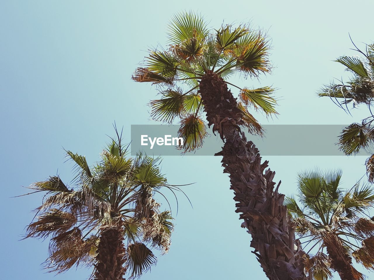 LOW ANGLE VIEW OF TREES AGAINST CLEAR SKY