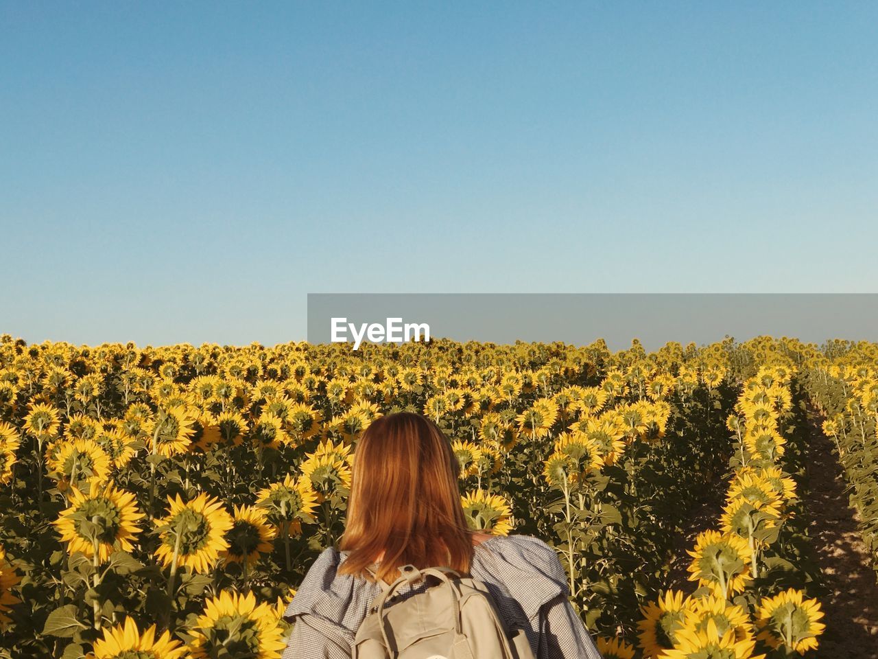Rear view of woman standing on sunflower field against clear sky