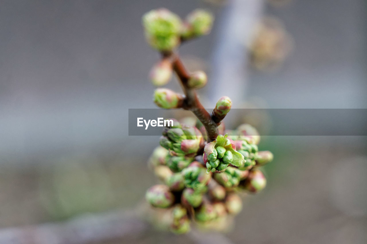 Close-up of flower buds