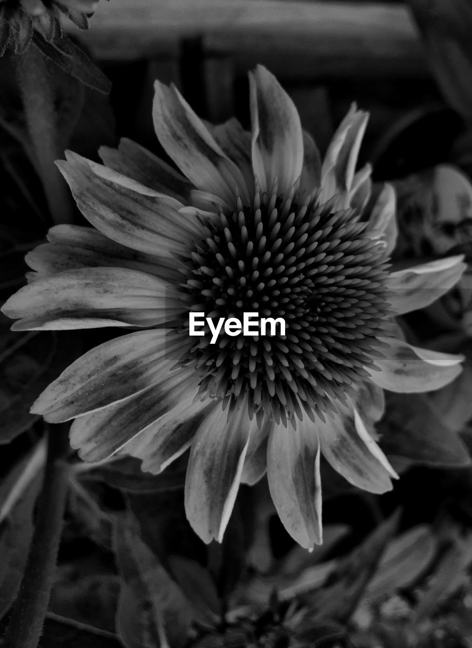 Close-up of sunflower blooming outdoors