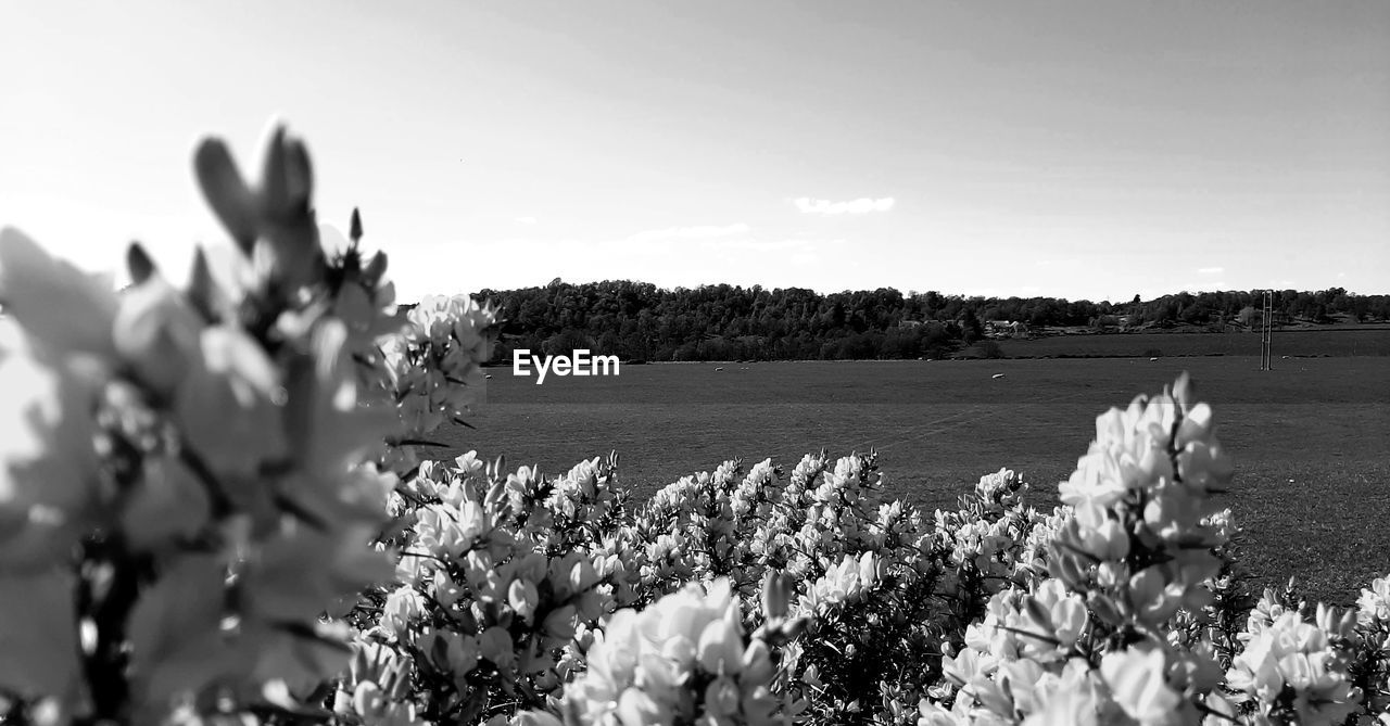 SCENIC VIEW OF GRASSY FIELD AGAINST SKY