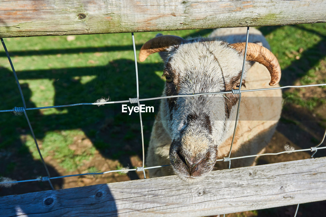 CLOSE-UP OF GOAT AGAINST FENCE