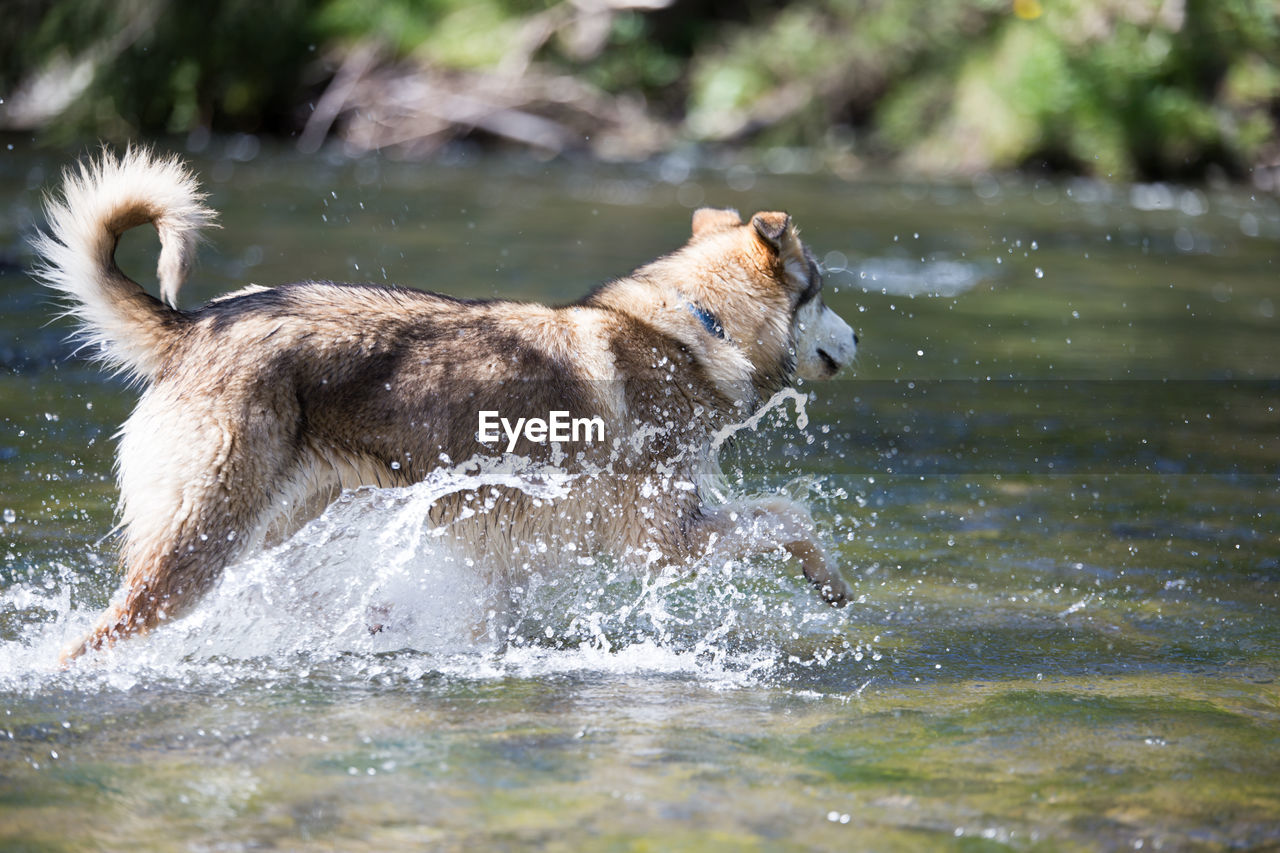 DOG SPLASHING WATER