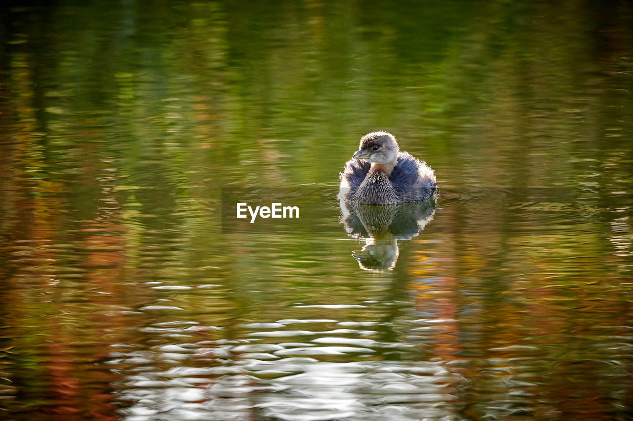 Pied billed grebe  podilymbus podiceps swimming in pond.
