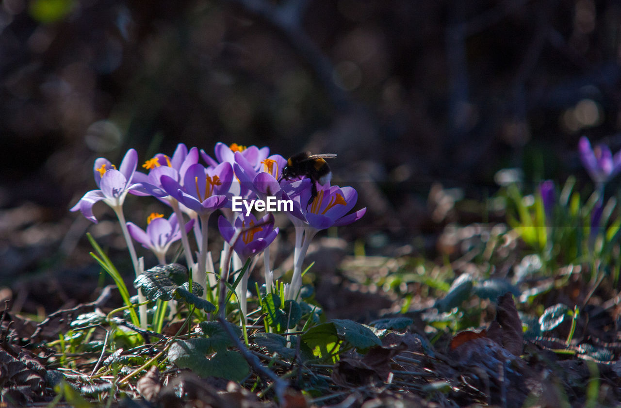 Close-up of purple crocus flowers on field