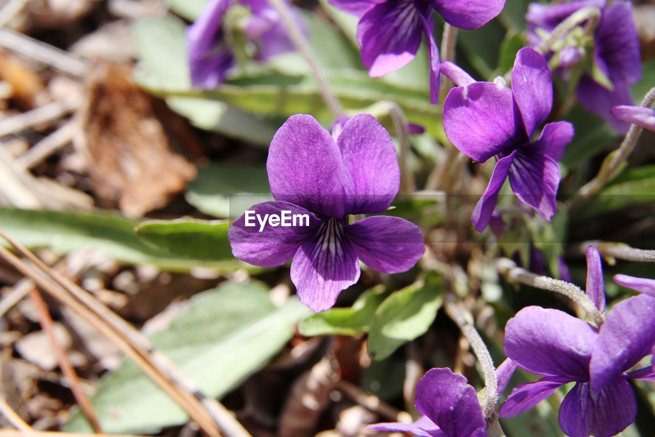 CLOSE UP OF PURPLE FLOWERING PLANT