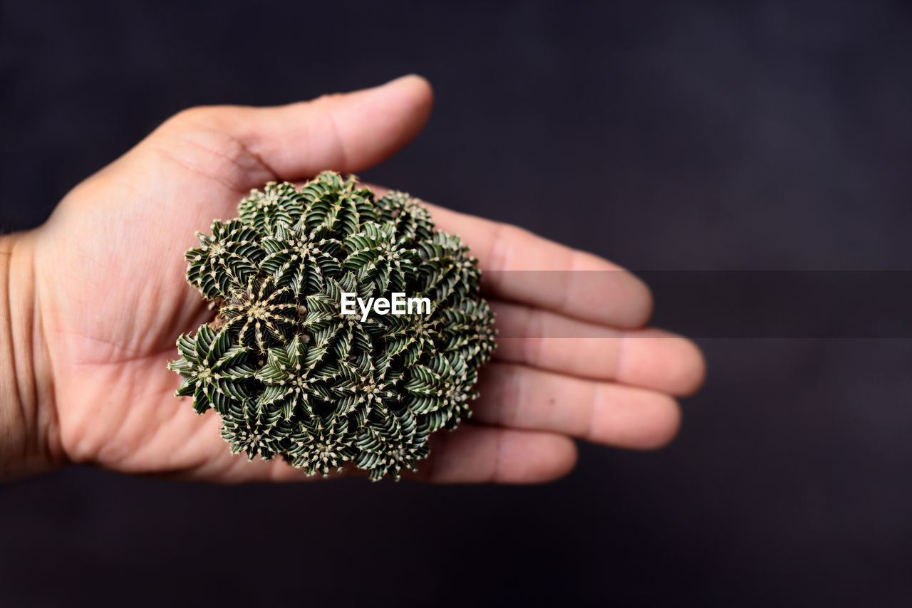 CLOSE-UP OF PERSON HAND HOLDING PLANT