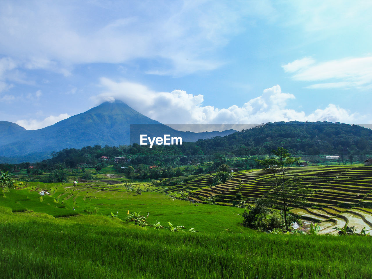landscape, environment, mountain, agriculture, land, scenics - nature, field, plant, rural scene, grassland, sky, nature, crop, plain, beauty in nature, farm, rural area, green, highland, rice, cloud, rice paddy, growth, paddy field, plateau, meadow, mountain range, pasture, no people, tranquility, social issues, food and drink, terrace, valley, rice - food staple, travel, environmental conservation, outdoors, tranquil scene, grass, tree, food, architecture, terraced field, building, plantation, day, travel destinations, foliage