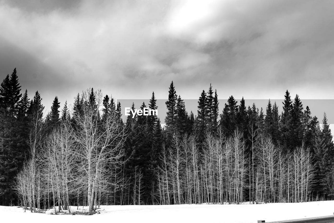 Trees on snow covered landscape against sky