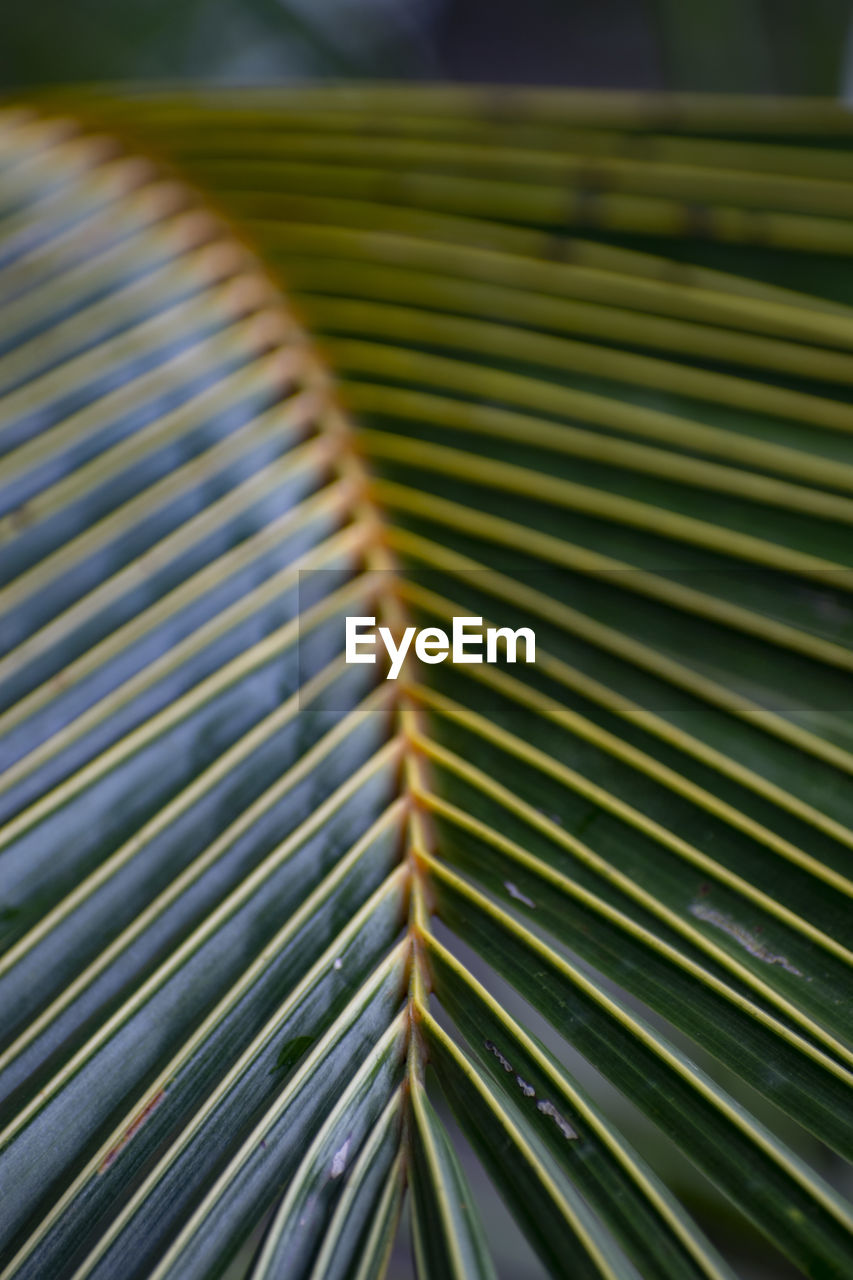 CLOSE-UP OF PALM LEAVES OUTDOORS