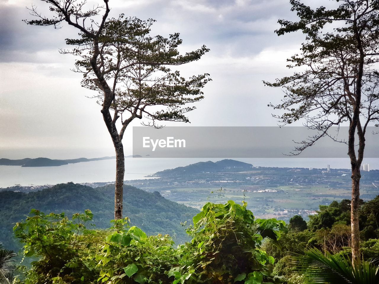 TREE BY MOUNTAIN AGAINST SKY