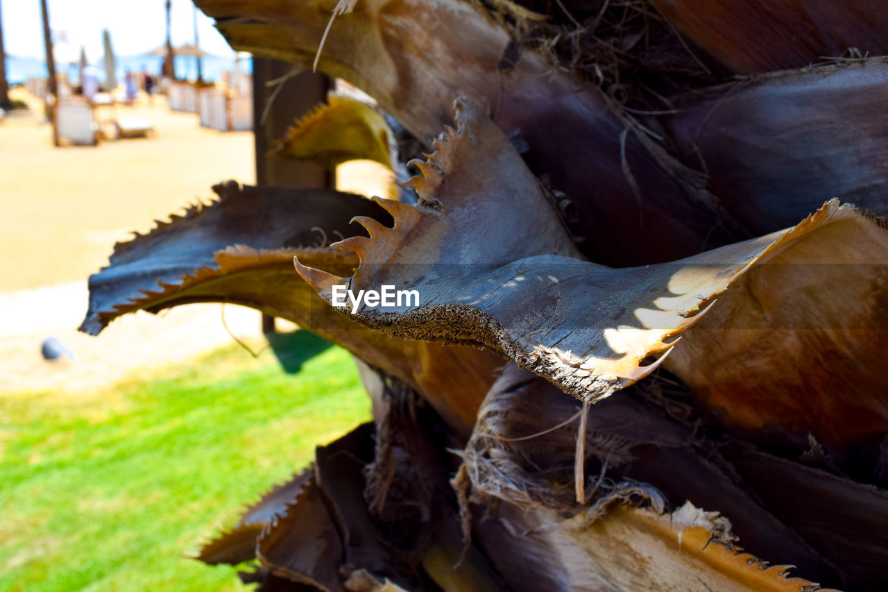 CLOSE-UP OF A ANIMAL SKULL