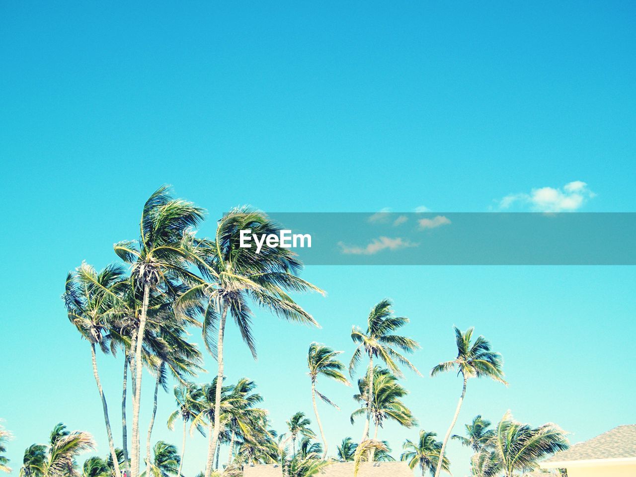 Low angle view of palm trees against blue sky