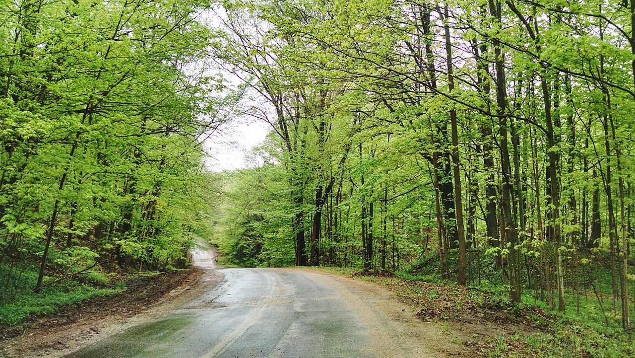 Empty road in forest