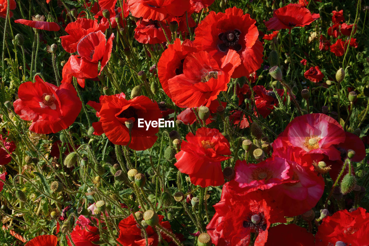 plant, flower, flowering plant, red, freshness, beauty in nature, growth, petal, nature, fragility, inflorescence, flower head, poppy, field, land, close-up, no people, day, high angle view, sunlight, outdoors, grass, green, botany