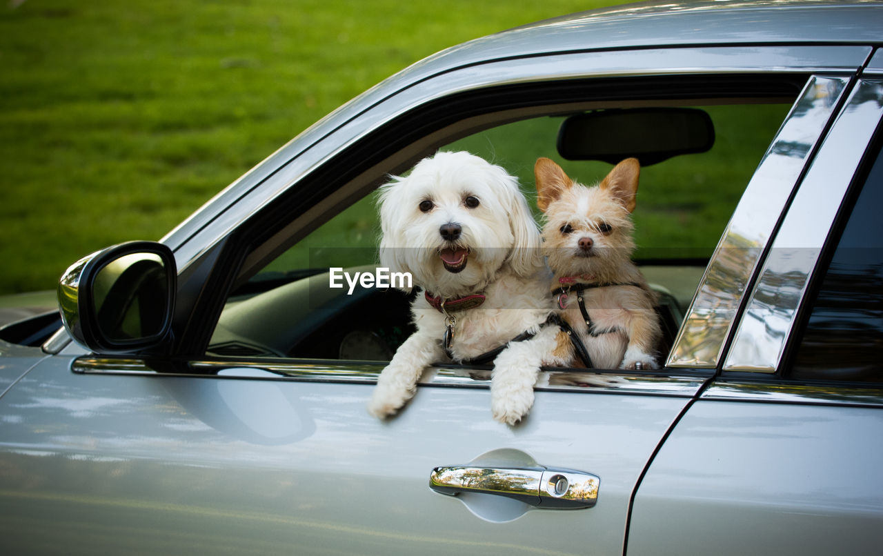 DOGS IN A CAR