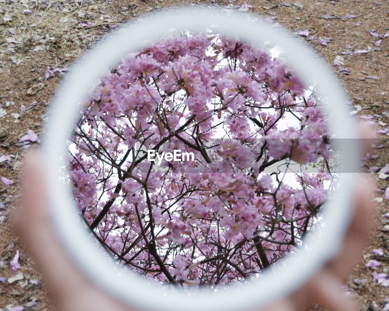 Close-up of fresh pink flowers