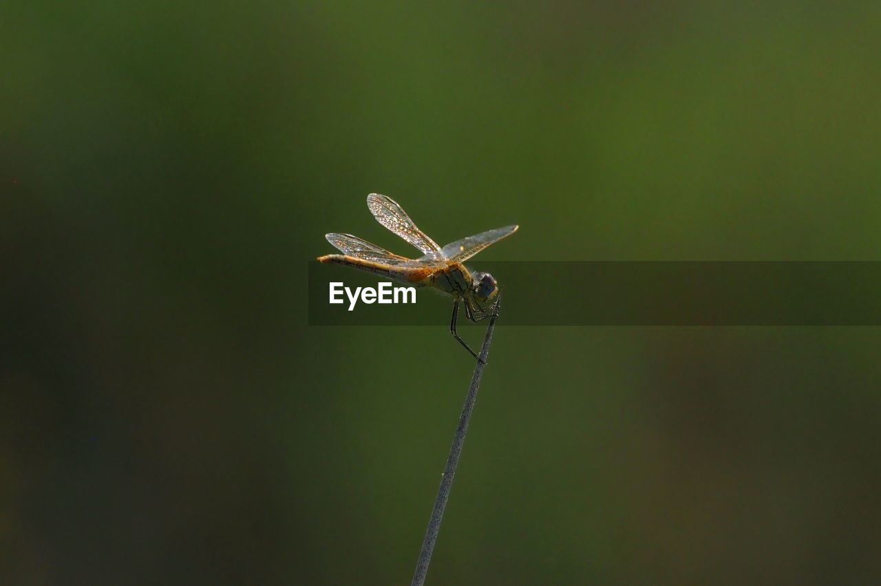 INSECT ON A PLANT