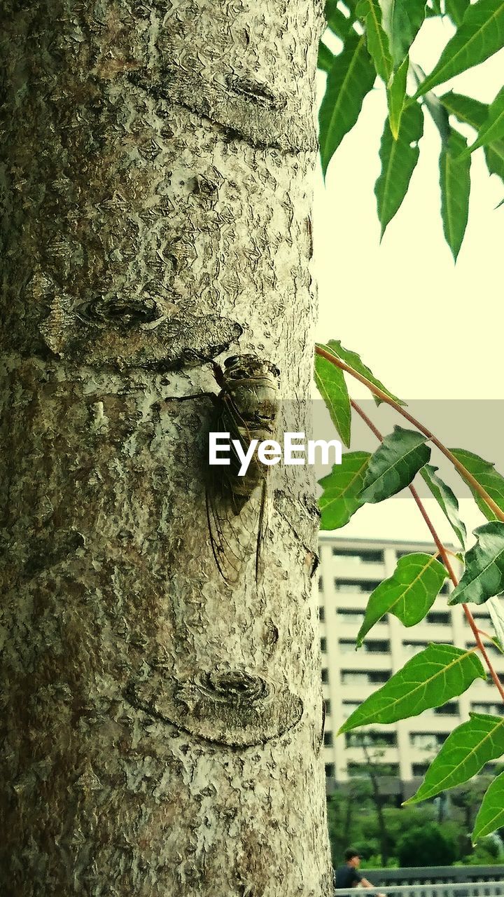 CLOSE-UP OF A INSECT ON TREE TRUNK
