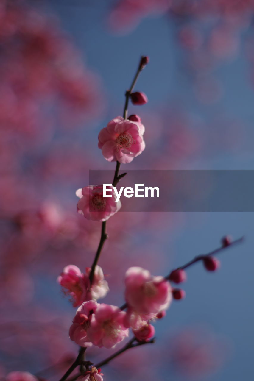 low angle view of cherry blossom