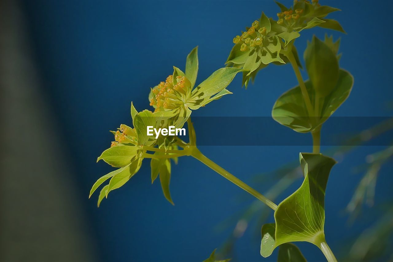 Close-up of green leaves on plant