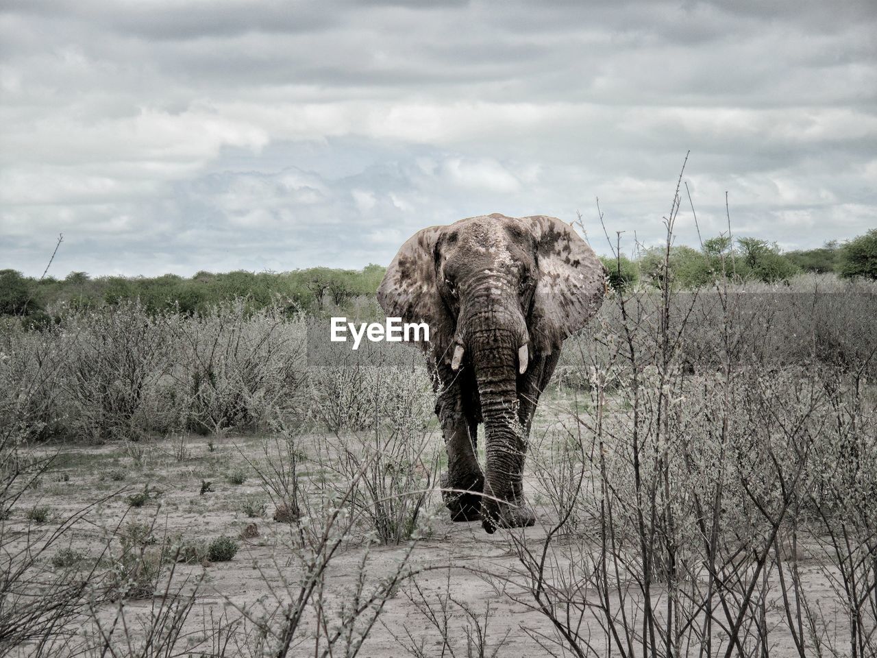 Elephant walking on field against cloudy sky